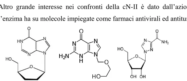 Figura 5. Nell’ordine 2’3’dideossinosina, ribavirina e acyclovir, tre farmaci antivirali verso i quali  la cN-II è attiva