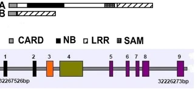 Figura 7. In alto: rappresentazione schematica della struttura di CLAN-A e CLAN-B. Modificato da  Damiano  J.S
