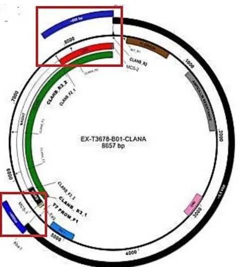 Figura 11. Sono riportate le posizioni dei frammenti amplificati all’interno del plasmide EX-T3678- EX-T3678-CLANA 