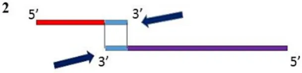 Figura 12 Schema riassuntivo della procedura usata per ottenere il frammento da 1200 bps.