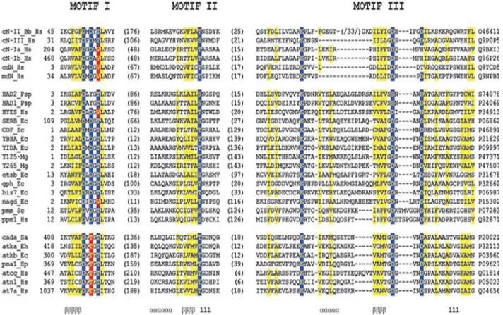 Figura 1 Allineamento multiplo delle sequenze amminoacidiche delle nucleotidasi di mammifero con  membri della superfamiglia HAD