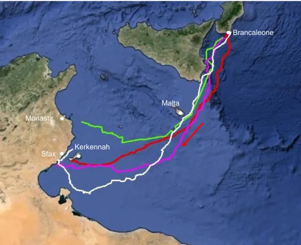 Figura 3.6: Migrazioni post riproduttive nel 2010 e nel 2011.  Nel 2010 sono state seguite Kalabria  (in verde) e Lacinia (in rosso); nel 2011 Isodia (in viola) ed Ellenia (in bianco)