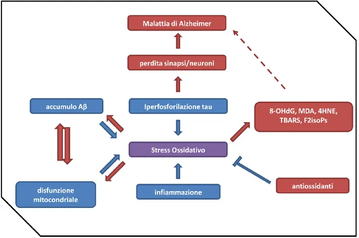 Figura 8. Stress ossidativo nella AD; lo schema mostra come lo stress ossidativo può essere indotto da disfunzioni  mitocondriali, infiammazione, iperfosforilazione della proteina tau e accumulo di Aβ [modificata da Chen and 
