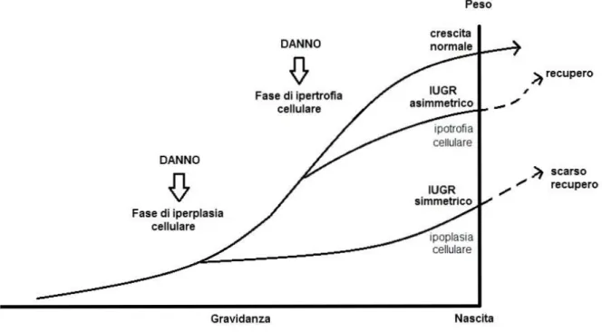 Figura 1.5  Meccanismi con cui si realizzano lo IUGR simmetrico e asimmetrico . 