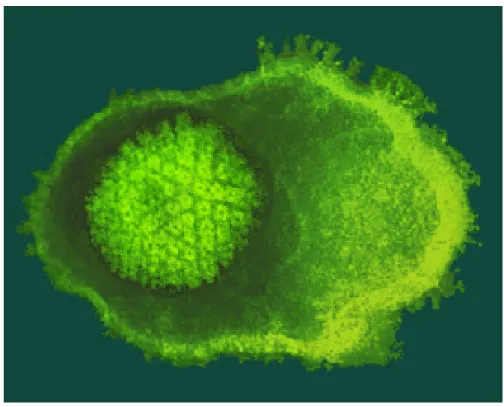 Figura 1: Herpesvirus, scansione al M.E. 