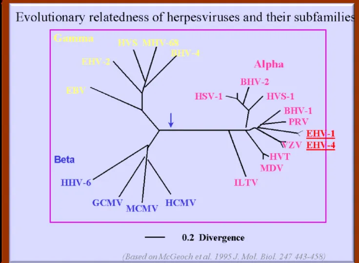 Figura 2: Albero filogenetico Familia Herpesviridae 