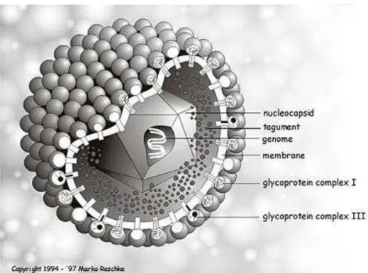 Figura 3: Struttura Herpesvirus 