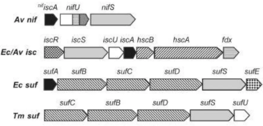 Figure 7 Organization of genes in selected bacterial nif, isc and suf operons. 