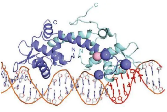 Figure  8  Overall  structure  of  IscR-3CA  bound  to  the  hya  promoter.  The  IscR-3CA  dimer  is  shown  as  a  ribbon representation