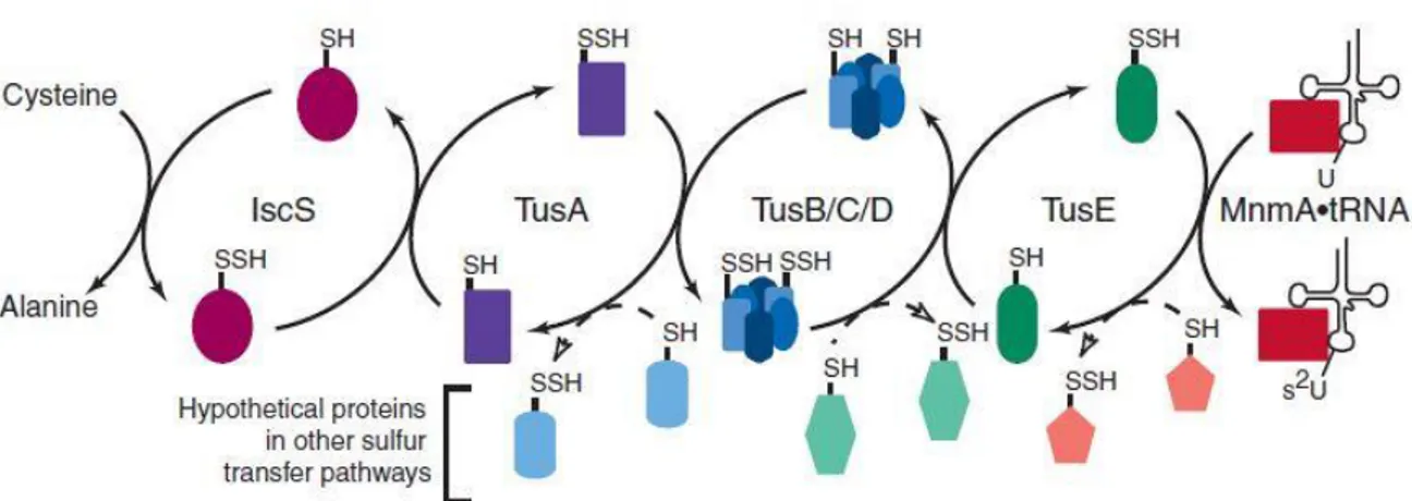 Figure  10  Sulfur  transfer  mediated  by  the  Tus  proteins.  Sulfur  transfer  in  s 2 U  biosynthesis  is  shown  with  solid arrows