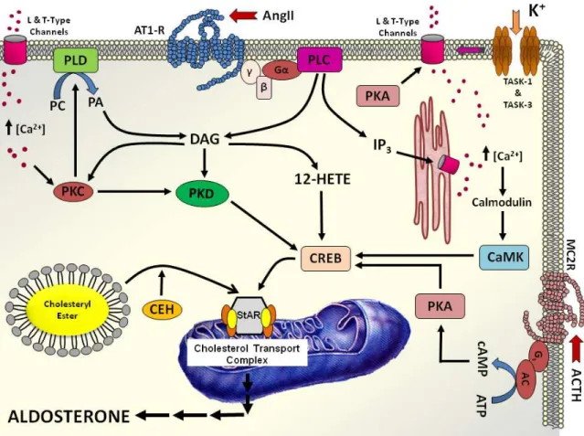 Figura  4.  Meccanismi  di  trasduzione  del  segnale  dell’Angiotensina  II,  del  potassio  e  della  corticotropina  (ACTH)  sulla  produzione  dell’aldosterone  da  parte  della  zona  glomerulare  del  surrene