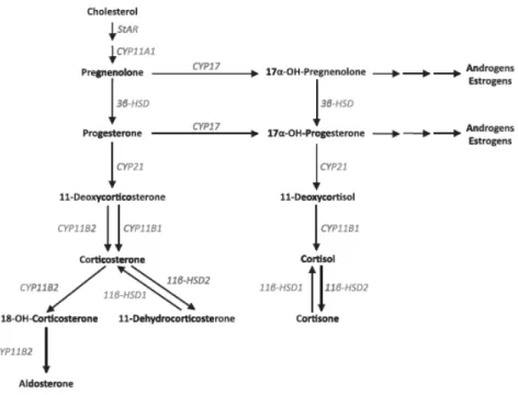 Figura  2.  Tappe  della  biosintesi  dell’aldosterone  (Matthew  D.  Taves,  Celso  E