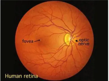 Fig. 3: A view of the retina seen  though an ophthalmoscope. 