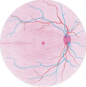 Fig. 9: Schematic representation of the course of ganglion cell axons in the retina.  The  retinotopic origin of these nerve fibers is respected throughout the visual pathway
