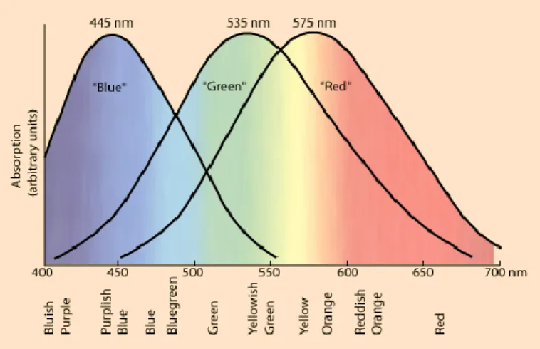 Fig. 11: the three different types of cones and the  three   corresponding wavelengths
