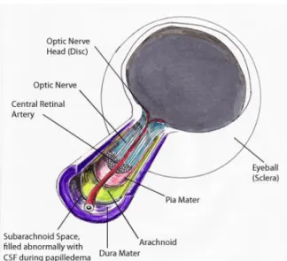 Fig. 11: Posterior view of eye the optic nerve and its covering membranes 