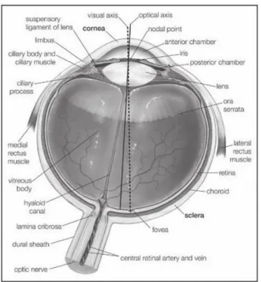 Fig. 1: Horizontal cross section of the  human eye, showing the structures  of the eye