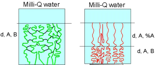 Figure 4. 2: schematic representation of the swollen ellipsometric models at room temperature for  poly(HEMA-co-EGDMA0.5) brush gel (left) and poly(NIPAM) brush layers (right) onto SI-ATRP  silicon oxide surface