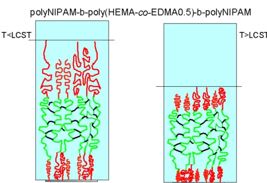 Figure  4.4:  schematic  representation  of  the  models  used  for  the  determination  of  the  wet  multiblock  thickness,  in  Milli-Q  water  below  (left)  and  above  (right)    the  lower  critical  solution  temperature  (LCST)