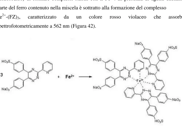 Figura 42. Chelazione della ferrozina (FZ) 