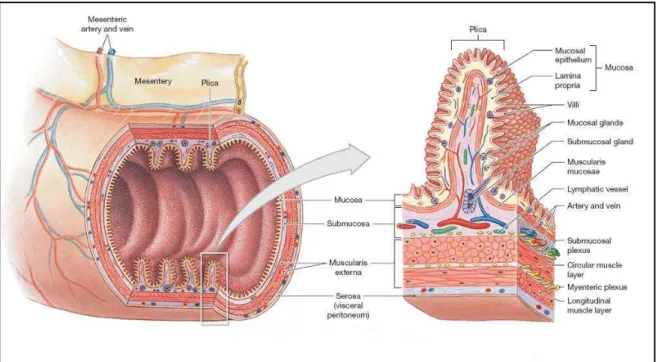 Figura 46 Anatomia e istologia del colon. 