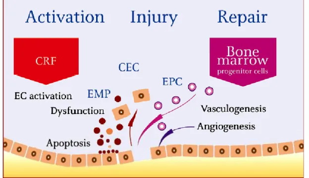 Figure  1-  Mechanical  damage  or  chronic  exposure  to  CRF  alters  the  regulatory  functions  of  the  endothelium  which  progress  to  apoptosis  and  dysfunction