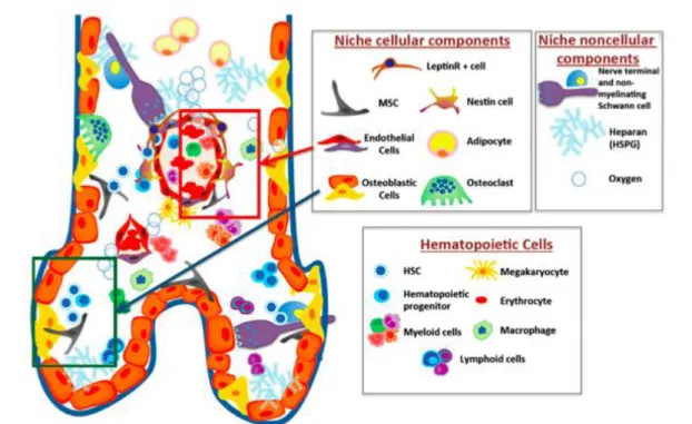 Figure  1.  The  complex  cellular  and  noncellular  components  of  the  bone  marrow  stem  cell  niche