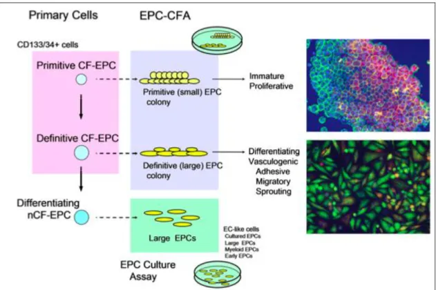 Figure 3. The EPC CFA used to define the hematopoietic stem cell/EPC hierarchy. 