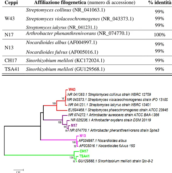Figura 2: Affiliazione delle sequenze del 16S rDNA dei 5 ceppi batterici analizzati con le sequenze presenti  in  banca  dati