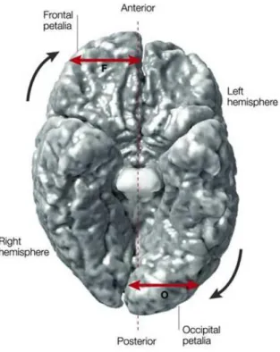 Fig. 1: Schematic showing prominent asymmetries found in the gross anatomy of the two brain hemispheres