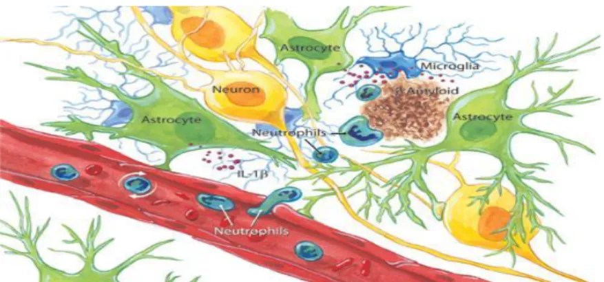 Figura 6. Attivazione delle cellule microglia 