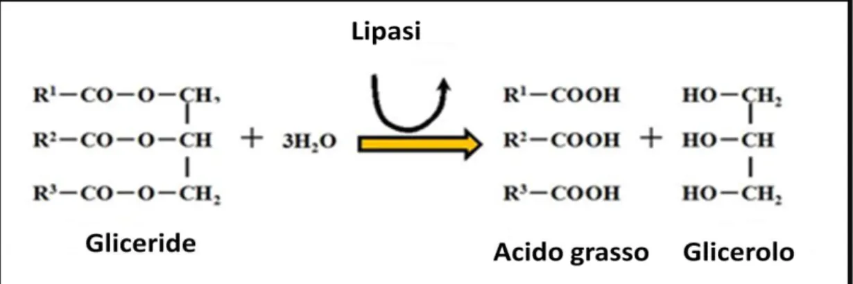 Figura 4: Meccanismo di azione di un gruppo di enzimi lipolitici: le lipasi 