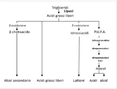 Figura  5:  Reazioni  cataboliche  degli  acidi  grassi  liberati  per  mezzo  dell’idrolisi  da  parte  di  enzimi  lipolitici  (El-Hofi et al., 2011) 