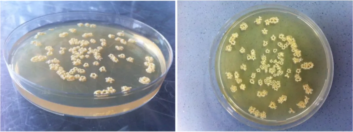 Figura 6: Crescita in piastra di Streptomyces 