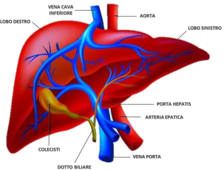 Figura 1.1: Il fegato 