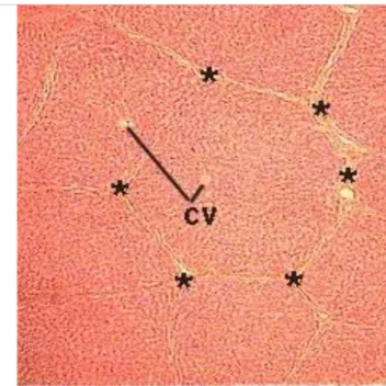 Figura  1.4:  Sezione  istologica  del  fegato  di  maiale;  CV  indica  la  vena  centrolobulare,  mentre  *  indica  lo  spazio  portale
