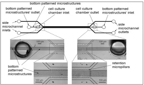 Figura  2.7:  Schema  del  canale  microfluidico  con  micropilastri  integrati  per  la  perfusione di colture di epatociti da Goral et al