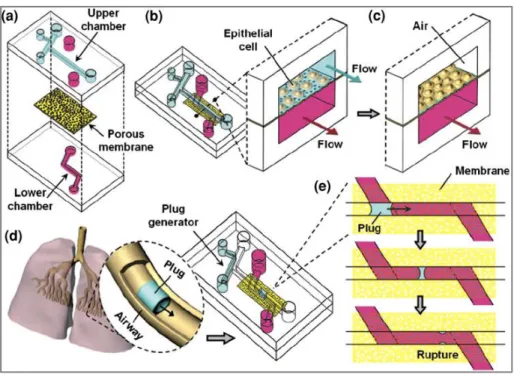 Figura  2.10:  Sistema  microfluidico  compartimentalizzato  per  l’ingegnerizzazione  delle  piccole vie aeree da Takayama et al