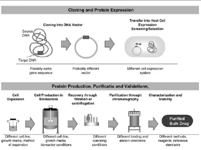 Illustrazione 1 - Processo di produzione di medicinali biotecnologici e biosimilari  ( Fonte: Dranitsaris G.Drugs 2011 )