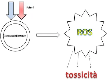 Fig. 7: Processi fotodinamici con la PDT 