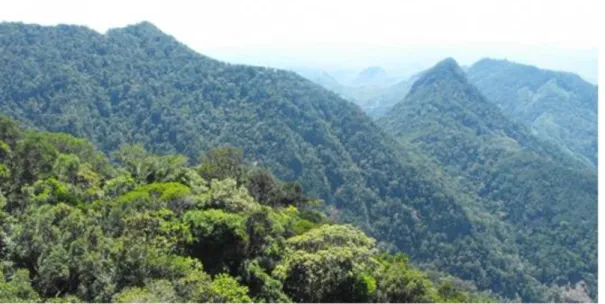 Figura 3 Foresta di Tsitongambarika (di A. Ravoahngy, website: asitymadagascar.org) 