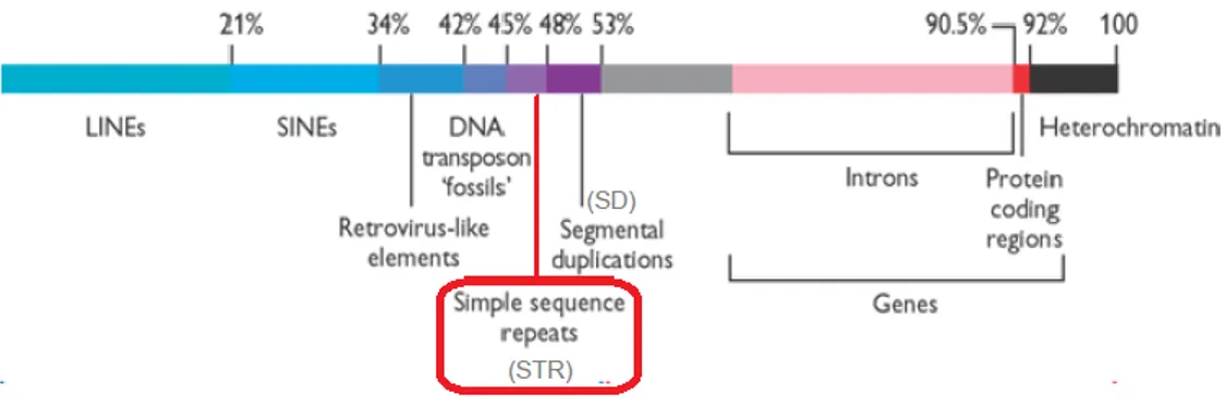 Figura 9 Frequenze relative delle diverse tipologie di DNA all’interno del genoma. 