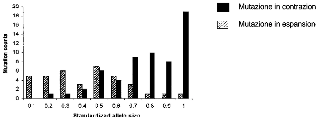 Figura 11. Distribuzione degli eventi di mutazione; la variabile in ascissa (Standardized allele size) è  definita come la somma delle frequenze di tutti gli alleli più corti rispetto ad un allele di riferimento  e metà della frequenza dello stesso