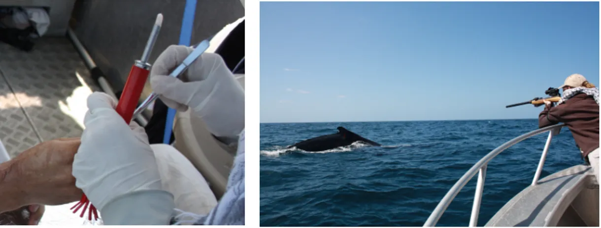 Figure 6. A dart filled with a biopsy (left); approaching a whale (right);