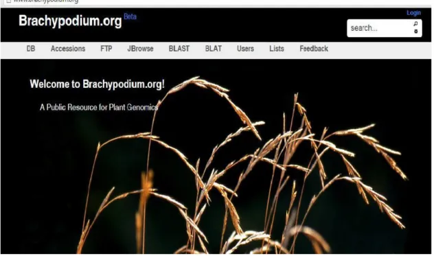 Figure 1.4. Frame of Brachypodium web site (www.brachypodium.org). 