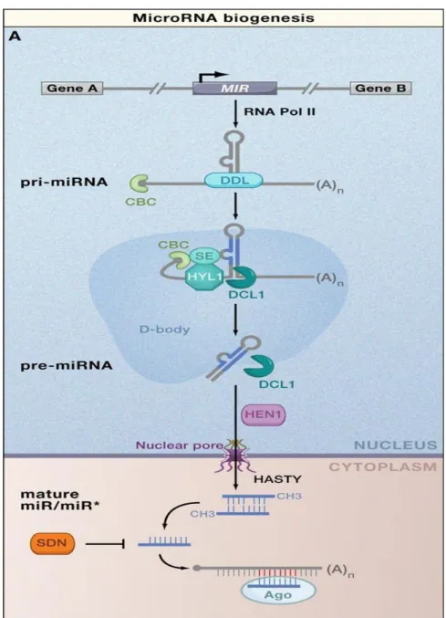 Figure 1.7. Biogenesis of plant  miRNAs. Molecular  pathway for the processing and stability  of  conserved  plant  microRNAs  (miRNAs)