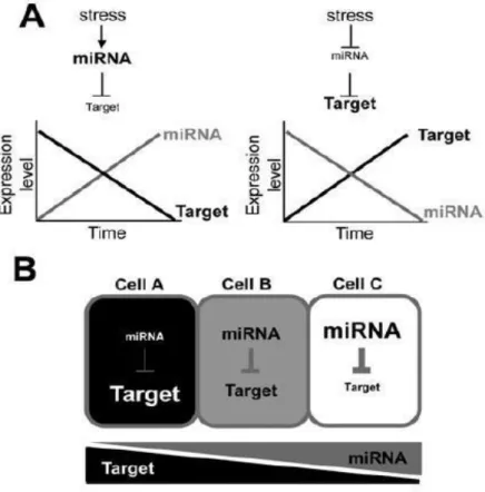 Figure  1.8.  Spatio-temporal  effects  of  stress-regulated  miRNAs  on  target  gene  expression