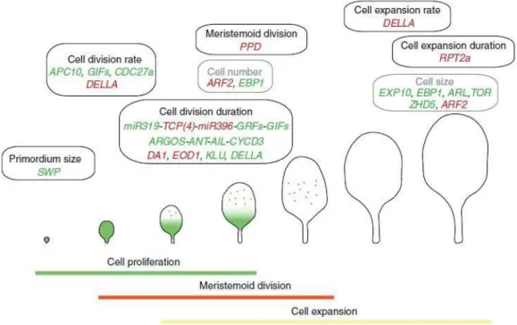 Figure 1.9 Molecular mechanisms regulating leaf size. The different processes occurring during  leaf development (cell division and cell expansion) are represented
