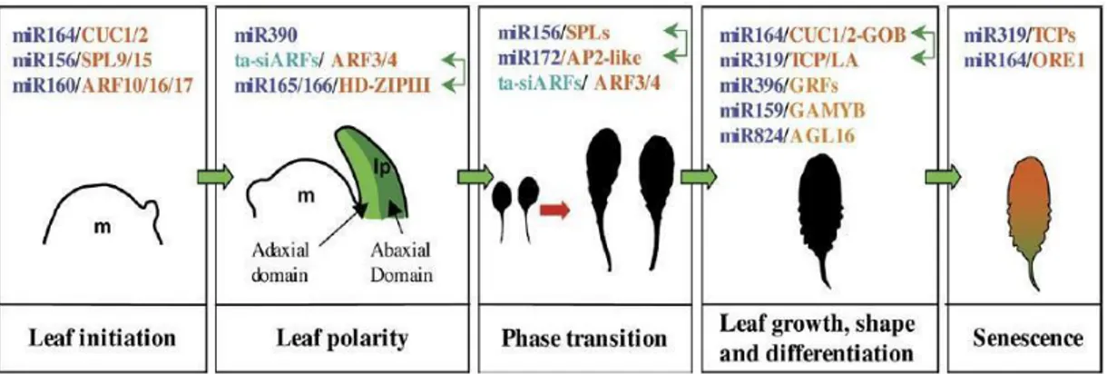 Figure 1.10 Small RNAs and their targets regulate the different stages of leaf development from  initiation to senescence