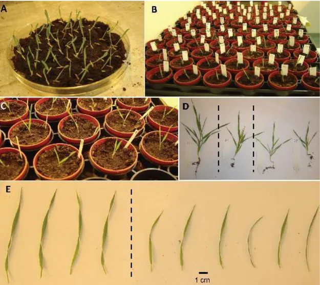 Figure 1.11 A Reproducible Drought Stress Protocol for Brachypodium in Soil. (A) shows Bd21  seedlings which have germinated synchronously on wet soil in a Petri dish